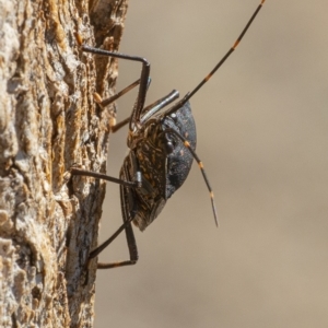 Poecilometis patruelis at Googong, NSW - 2 Sep 2019 01:49 PM