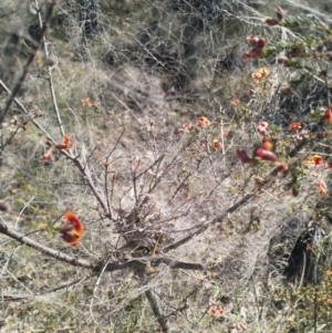 Phryganoporus candidus at Cook, ACT - 4 Oct 2019