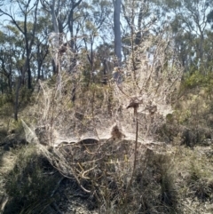 Phryganoporus candidus at Cook, ACT - 4 Oct 2019