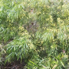 Acacia cognata (Bower Wattle, River Wattle) at Canberra, ACT - 29 Sep 2019 by ruthkerruish