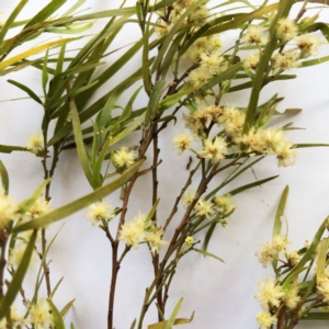 Acacia cognata at Canberra, ACT - 29 Sep 2019 12:00 AM