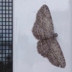 Phelotis cognata (Long-fringed Bark Moth) at Aranda, ACT - 4 Oct 2019 by KMcCue
