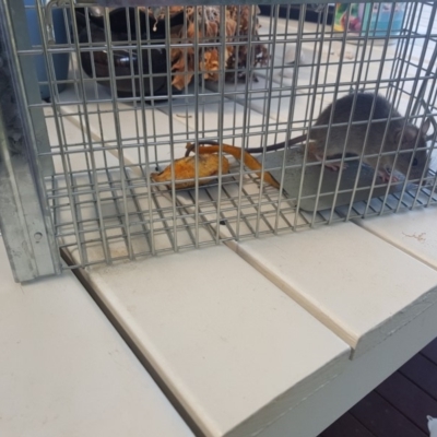 Rattus rattus (Black Rat) at Fisher, ACT - 24 Sep 2019 by ug