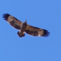 Haliaeetus leucogaster (White-bellied Sea-Eagle) at Bega, NSW - 15 Aug 2019 by MatthewHiggins