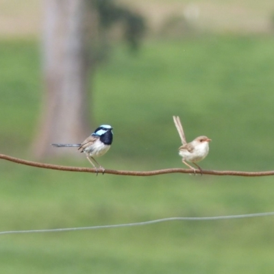 Malurus cyaneus (Superb Fairywren) at Bega, NSW - 20 Feb 2019 by MatthewHiggins