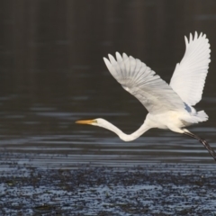 Ardea alba (Great Egret) at Merimbula, NSW - 3 Oct 2019 by Leo