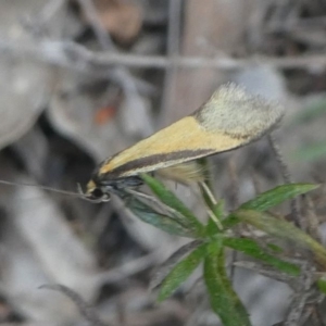 Philobota undescribed species near arabella at Deakin, ACT - 28 Sep 2019