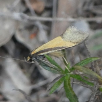 Philobota undescribed species near arabella (A concealer moth) at Deakin, ACT - 28 Sep 2019 by HarveyPerkins