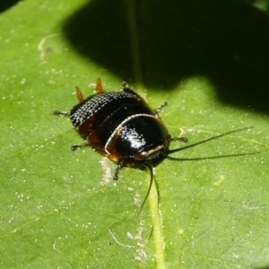 Ellipsidion australe at Kambah, ACT - 28 Sep 2019