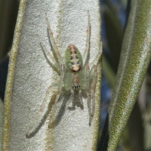 Araneus talipedatus at Kambah, ACT - 28 Sep 2019