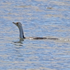 Phalacrocorax varius (Pied Cormorant) at Fyshwick, ACT - 4 Oct 2019 by RodDeb