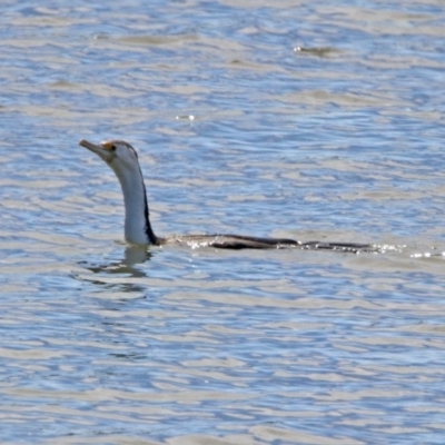 Phalacrocorax varius (Pied Cormorant) at Fyshwick, ACT - 4 Oct 2019 by RodDeb