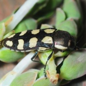 Castiarina decemmaculata at Coree, ACT - 4 Oct 2019