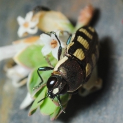 Castiarina decemmaculata at Coree, ACT - 4 Oct 2019