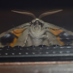 Gastrophora henricaria at Wamboin, NSW - 13 Nov 2018