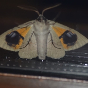 Gastrophora henricaria at Wamboin, NSW - 13 Nov 2018