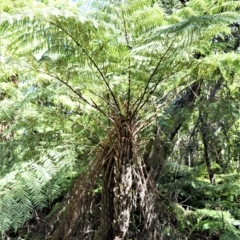 Cyathea australis subsp. australis (Rough Tree Fern) at  - 4 Oct 2019 by plants