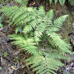 Calochlaena dubia (Rainbow Fern) at - 3 Oct 2019 by plants