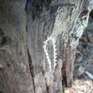 Nymphes myrmeleonoides at Wamboin, NSW - 13 Mar 2011