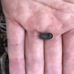 Armadillidium vulgare (Slater bug, woodlouse, pill bug, roley poley) at Aranda, ACT - 5 Oct 2019 by Jubeyjubes