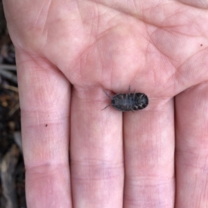 Armadillidium vulgare at Aranda, ACT - 5 Oct 2019