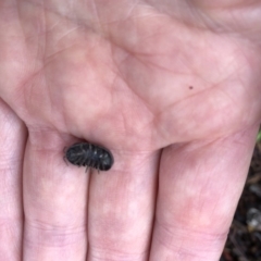 Armadillidium vulgare at Aranda, ACT - 5 Oct 2019 09:11 AM