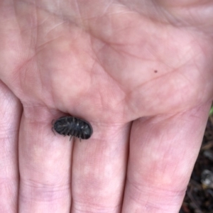 Armadillidium vulgare at Aranda, ACT - 5 Oct 2019