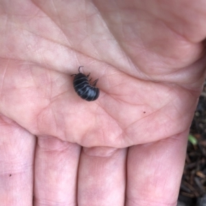 Armadillidium vulgare at Aranda, ACT - 5 Oct 2019