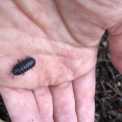 Armadillidium vulgare at Aranda, ACT - 5 Oct 2019