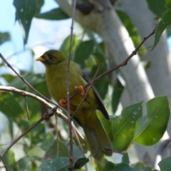 Manorina melanophrys (Bell Miner) at Black Range, NSW - 9 Apr 2019 by MatthewHiggins