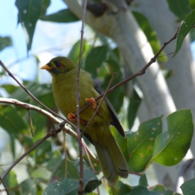 Manorina melanophrys (Bell Miner) at Black Range, NSW - 9 Apr 2019 by MatthewHiggins