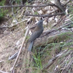 Colluricincla harmonica (Grey Shrikethrush) at Black Range, NSW - 23 Apr 2019 by MatthewHiggins