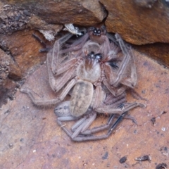 Delena cancerides (Social huntsman spider) at Black Range, NSW - 4 May 2019 by MatthewHiggins