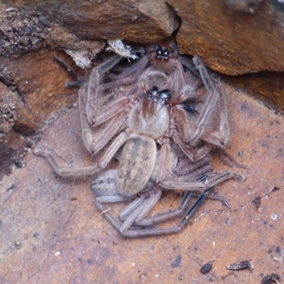 Delena cancerides (Social huntsman spider) at Black Range, NSW - 4 May 2019 by MatthewHiggins