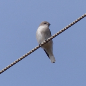 Microeca fascinans at Black Range, NSW - 21 Apr 2019 02:13 PM
