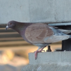 Columba livia (Rock Dove (Feral Pigeon)) at Monash, ACT - 2 Oct 2019 by michaelb