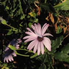 Dimorphotheca ecklonis (South African Daisy) at Monash, ACT - 2 Oct 2019 by michaelb