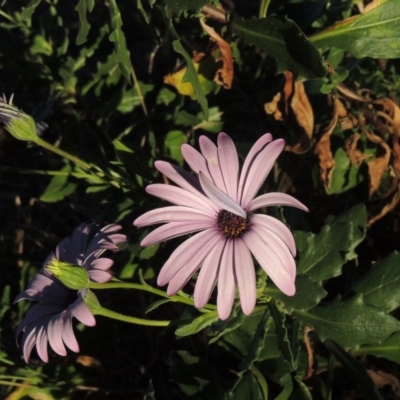 Dimorphotheca ecklonis (South African Daisy) at Monash, ACT - 2 Oct 2019 by michaelb