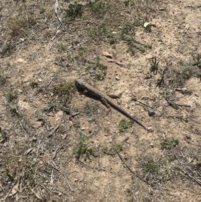 Pogona barbata (Eastern Bearded Dragon) at Chapman, ACT - 3 Oct 2019 by WindyHen