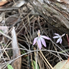 Caladenia fuscata (Dusky Fingers) at Hackett, ACT - 5 Oct 2019 by JasonC