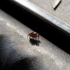 Jotus auripes (Jumping spider) at Florey, ACT - 3 Oct 2019 by Kurt