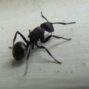 Polyrhachis sp. (genus) at Flynn, ACT - 5 Oct 2019