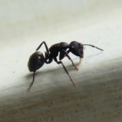 Polyrhachis sp. (genus) at Flynn, ACT - 5 Oct 2019