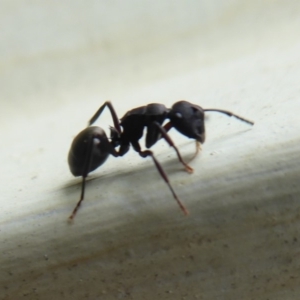 Polyrhachis sp. (genus) at Flynn, ACT - 5 Oct 2019 09:59 AM