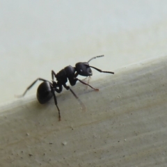 Polyrhachis sp. (genus) at Flynn, ACT - 5 Oct 2019