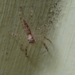 Helpis minitabunda (Threatening jumping spider) at Flynn, ACT - 4 Oct 2019 by Christine