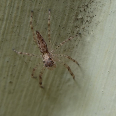 Helpis minitabunda (Threatening jumping spider) at Flynn, ACT - 5 Oct 2019 by Christine