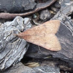 Uresiphita ornithopteralis (Tree Lucerne Moth) at Hackett, ACT - 4 Oct 2019 by Christine