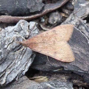 Uresiphita ornithopteralis at Hackett, ACT - 4 Oct 2019