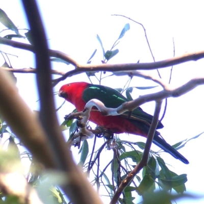 Alisterus scapularis (Australian King-Parrot) at Black Range, NSW - 20 Apr 2019 by MatthewHiggins